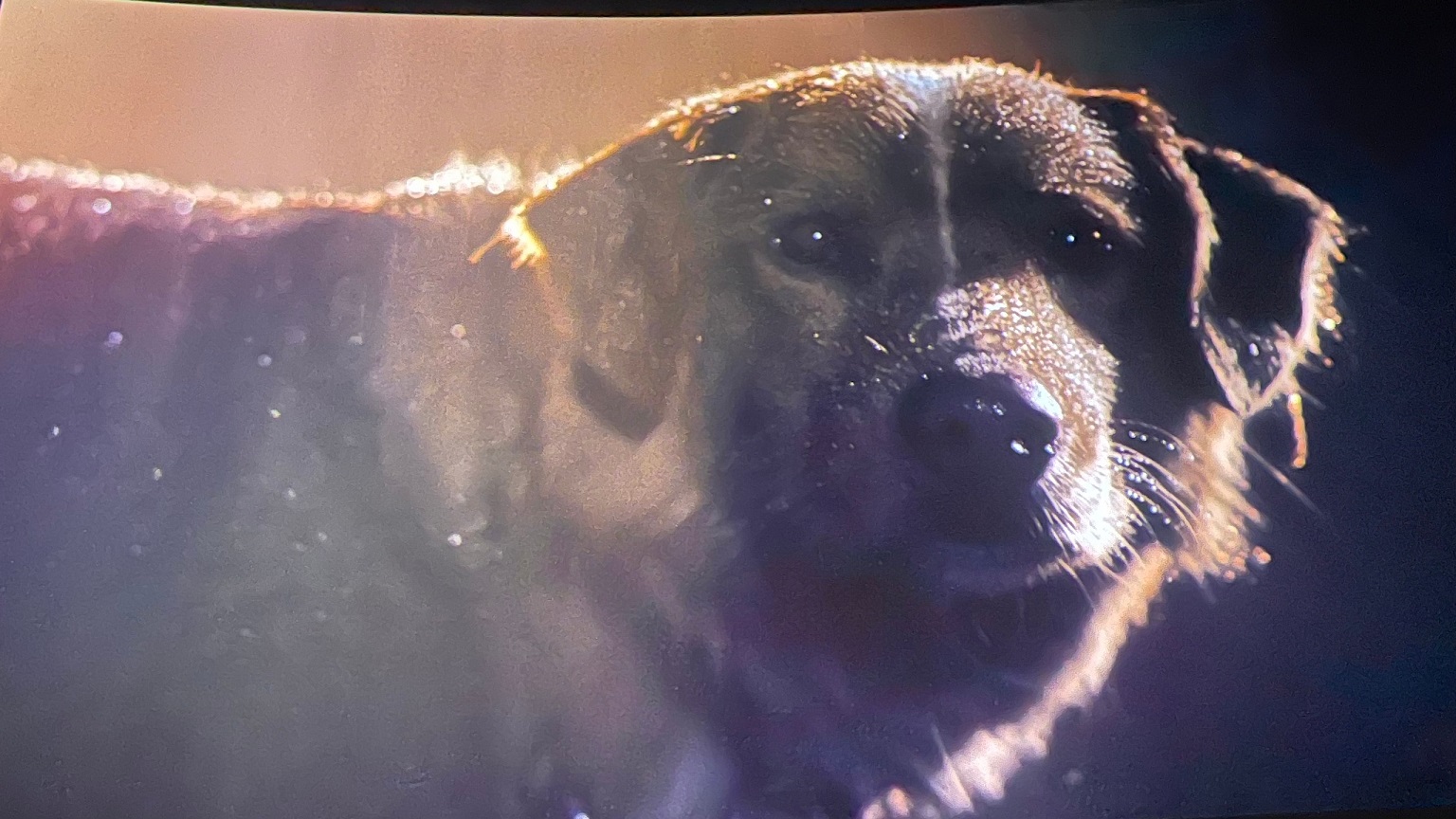 mehanika55 glazapsa25